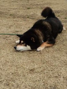 新横浜公園小太郎