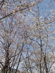 桜公園２