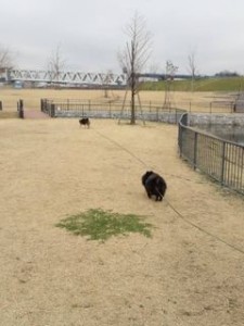 新横浜公園小太郎くま吉