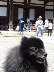 深大寺くま吉１