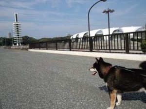 駒沢公園小太郎２