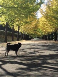 南郷上ノ山公園銀杏小太郎