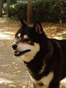 南郷上ノ山公園小太郎