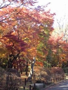 北の丸公園紅葉２０１５