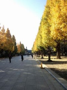 靖国神社銀杏並木