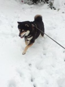 小太郎雪遊び２０１６