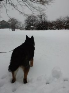 小太郎雪遊び2016