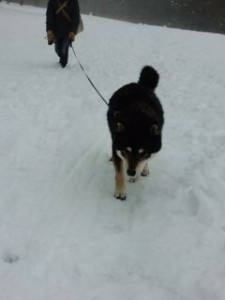 小太郎雪遊び２０１６