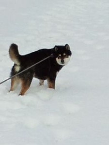 雪遊び公園小太郎