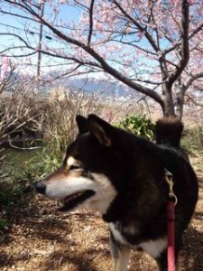 南足柄河津桜小太郎