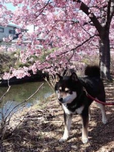 南足柄河津桜小太郎