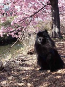 南足柄河津桜くま吉