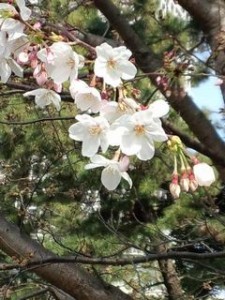 お台場桜