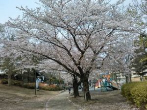 2017桜