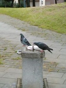 鳩水飲み