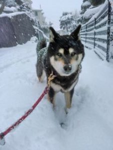 雪散歩小太郎２