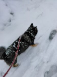雪散歩小太郎１