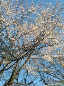 桜公園の桜
