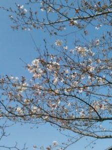 2019公園桜