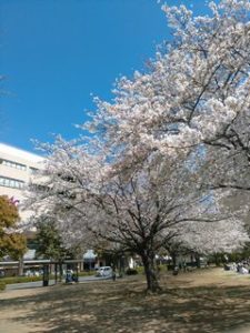 みなとみらい桜2019